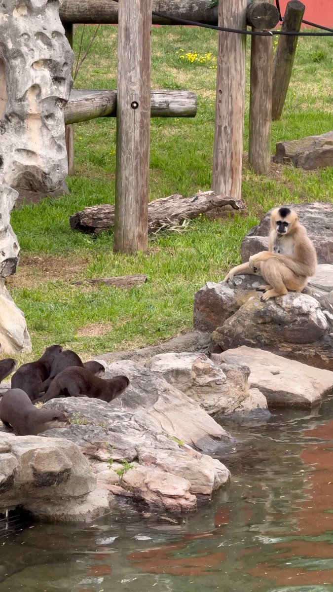 🎬 Otter & Gibbon Introduction (Part 2) After carefully monitored introductions behind the scenes, our gibbons and new otter family were ready to meet each other on exhibit! There was a LOT of curiosity from both sides at first, but eventually, everyone settled in well. ❤️ You may have already seen them on exhibit, but this footage captures their very first meeting outside! #memphiszoo #love #animals #otters #gibbons #primates