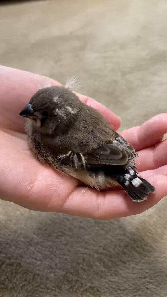肘つきながらちょっと黒の様子を見てる間に、白が袖の中に入ってた🤭ぇえ〜可愛すぎ