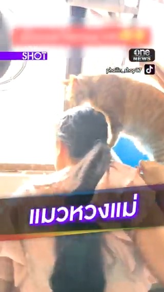 เมื่อแม่เรียกแมวจร ลูกตัวส้มต้องรีบห้าม #oneShot