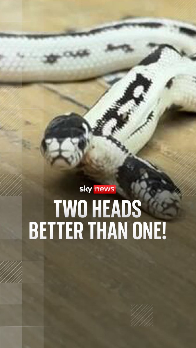 🇺🇸🐍 | Una tienda de mascotas en el norte de California está celebrando el séptimo mes de nacimiento de una rara serpiente de dos cabezas, un fenómeno que ocurre en uno de cada 100.000 nacimientos.
