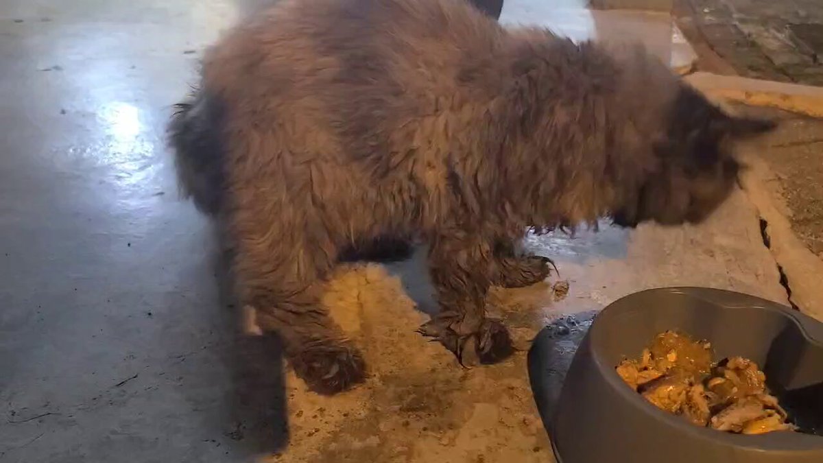 Masa feeding saya jumpa sekor kucing muka mcm Garfield. Baka macam ni pun ada orang dibiarkan dengan kurus tak cukup makan &amp; kutu penuh satu badan!! Kesiannya dia, bagi makan sekejap dah habis makan. Saya tak sampai hati nak tinggalkan dia. Jom kita balik rumah ye..😘😘😘