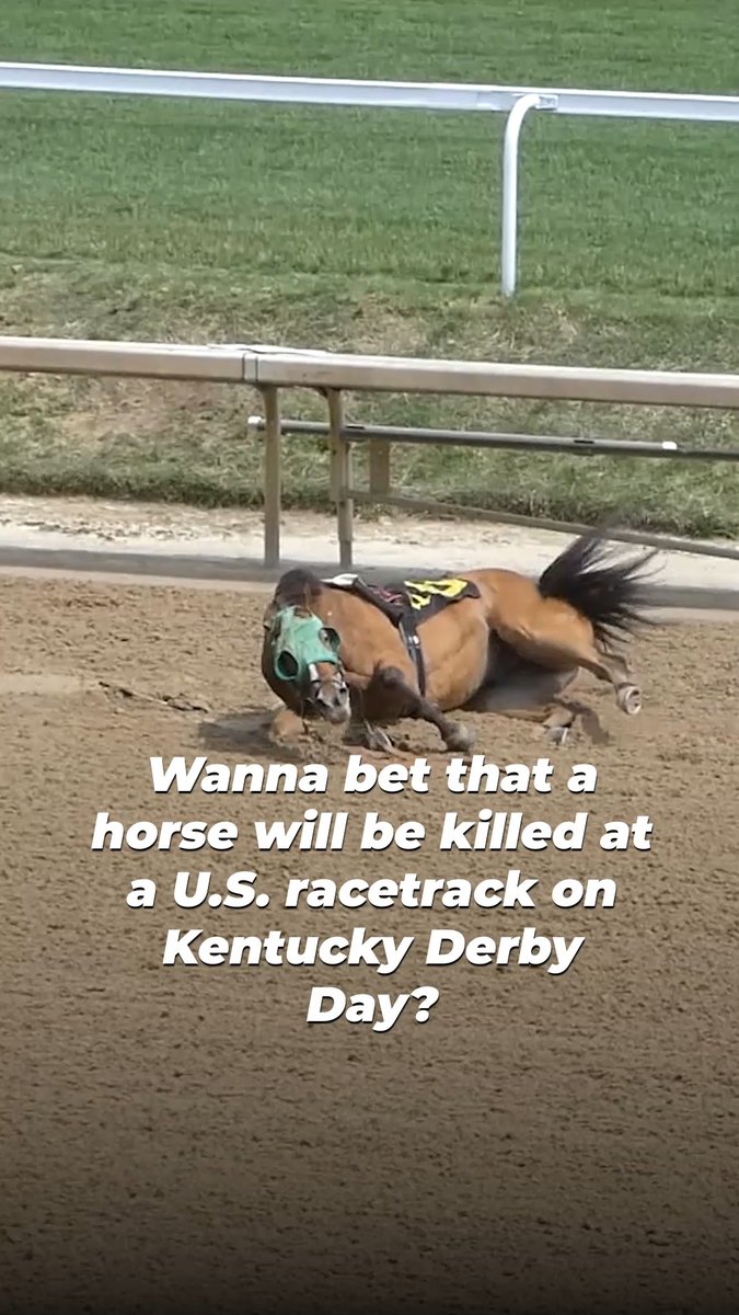 Meet a victim of Churchill Downs. 💔 Don’t bet on cruelty at the #KentuckyDerby!