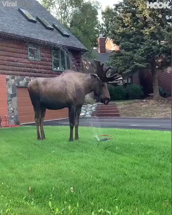 Moose cooling down in someone’s garden