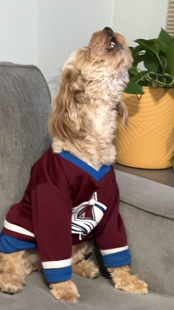 If you're not bringing this kind of energy into #Game7... ๐
๐บ: x - Colorado Avalanche vs. x - Dallas Stars TONIGHT at 8p ET on ABC, ESPN+, Sportsnet, and TVA Sports! #StanleyCup (๐ฅ: IG/lisalasagna_)