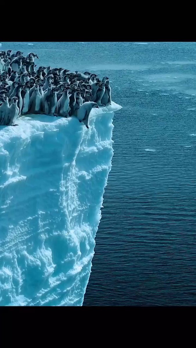 El primer salto de los pingüinos será una de las primeras pruebas para sobrevivir que tendrán a lo largo de su vida… El arte de la naturaleza