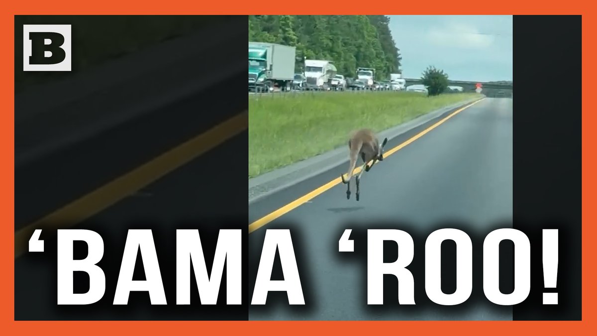 Loose Kangaroo Hops Down Side of Alabama Interstate