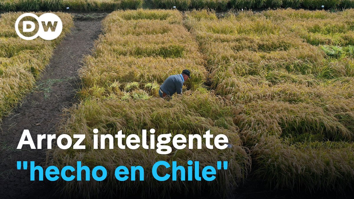 Chile desarrolla arroz ultrarresistente La nueva variedad es un cruce entre una semilla chilena y una rusa. El resultado es un grano que ahorra agua y reduce las emisiones de gases efecto invernadero en su siembra, sin perder la productividad.