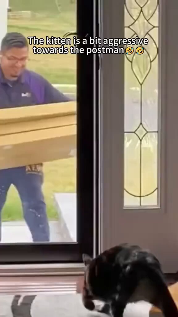 cats vs delivery’s
