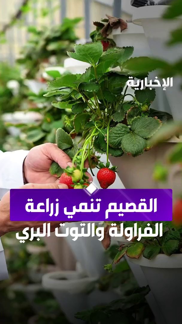 من التقاعد إلى الريادة في الزراعة.. "صالح الكعيد" يتجه لزراعة الفراولة والتوت البري في عنيزة تعزيزاً للأمن الغذائي المحلي عبر مراسل #الإخبارية عبد المجيد الروقي