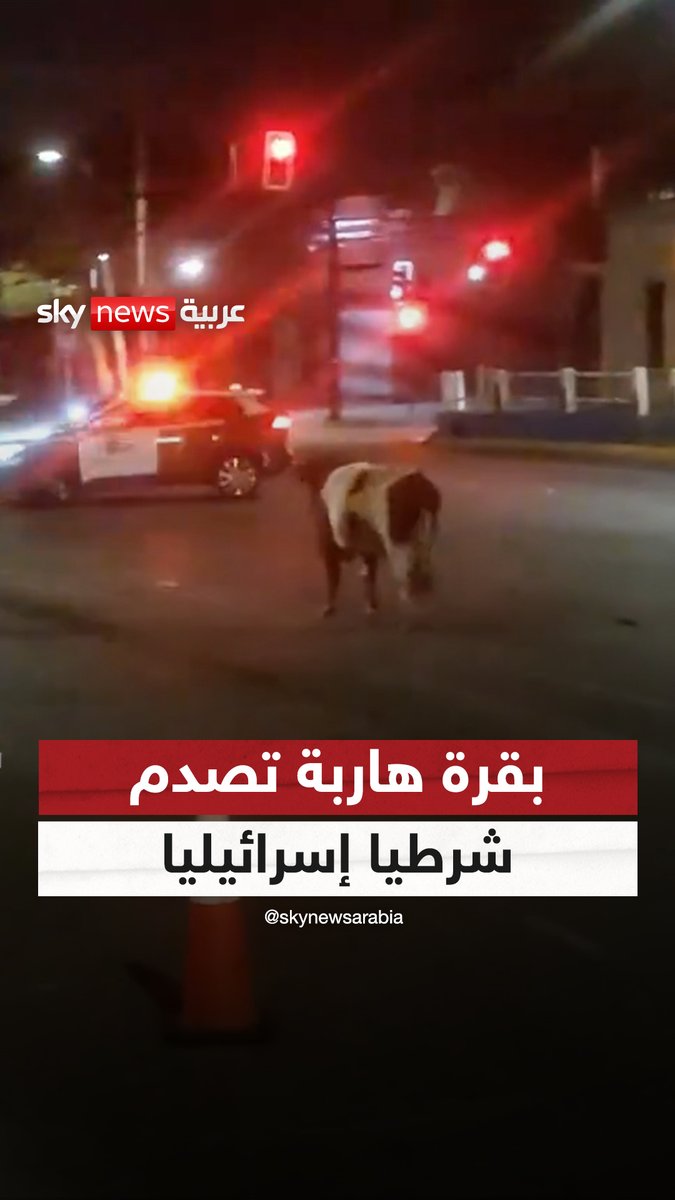 🇮🇱 🔴غير عادي بقرة تصدم شرطيا إسرائيليا وتسقطه أرضا