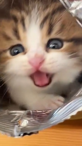 Adorable baby kitty 🥰🐱