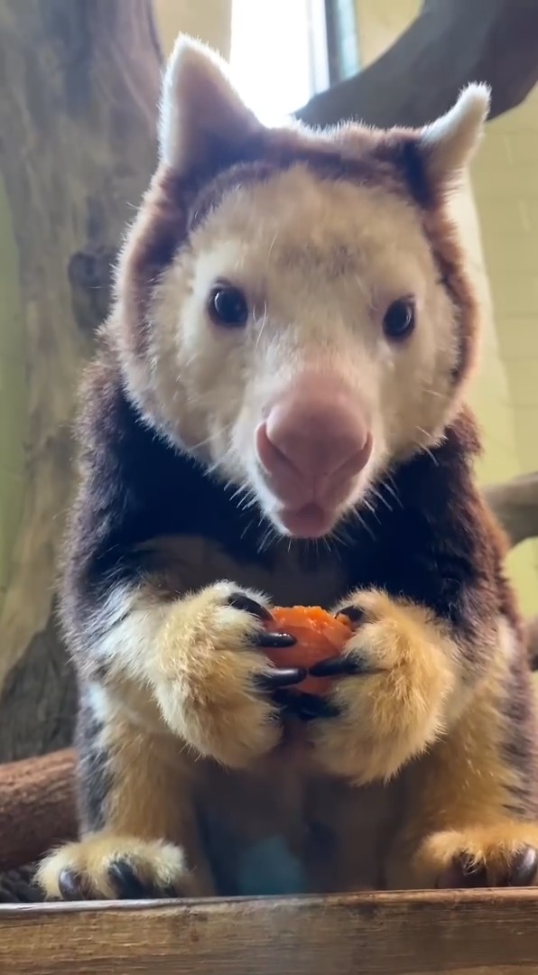 Nokopo is representing in the AZA SAFE Tree Kangaroo Crunch-a-Thon! From today until May 9, stop by our Facebook or Instagram to give her video a ♥️. Nokopo is helping spread the word about the endangered Matschie’s tree kangaroo species! 📷 Jared I. and MacKenzie J.