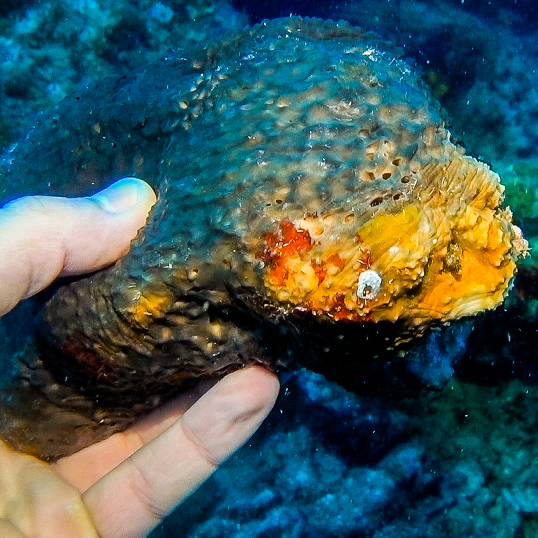 Getting a sea sponge will cost you