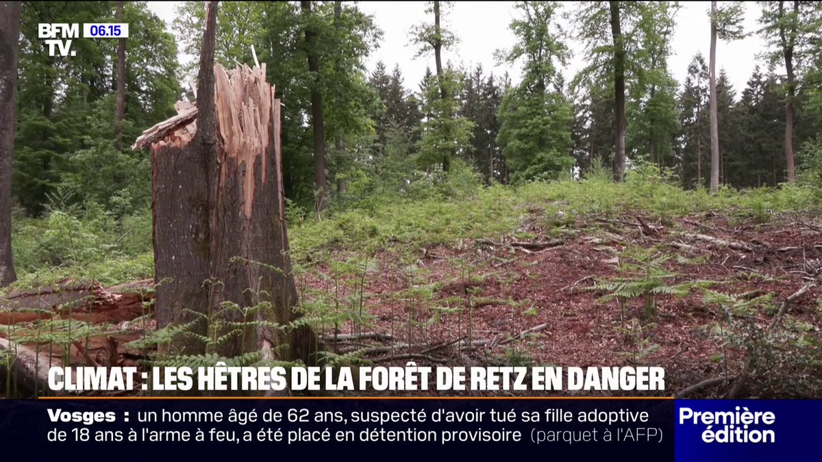 💬 "C'est terrifiant la vitesse à laquelle ils se détériorent" À cause du réchauffement climatique et des épisodes de forte chaleur, les hêtres de la forêt de Retz sont en danger