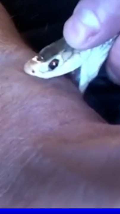 🇺🇸🐍 INSOLITE | Le sang d’un homme qui s’est délibérément fait mordre ~200 fois et piquer ~700 fois par des serpents pourrait aider à créer un anti venin. Ses anticorps ont pu être isolés, aidant à l’espoir d’un antidote universel. 🤯