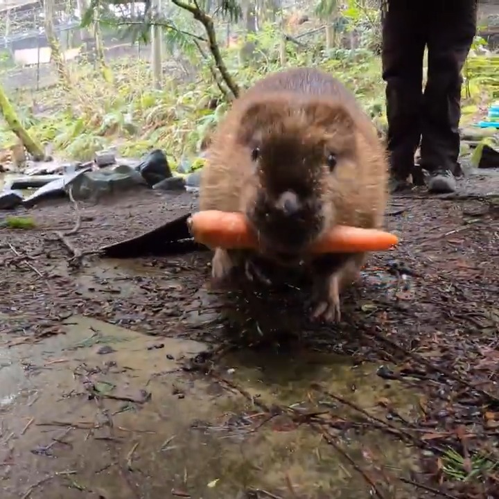 Happy beavday Maple! The Branch (and Carrot) Manager is 9 today