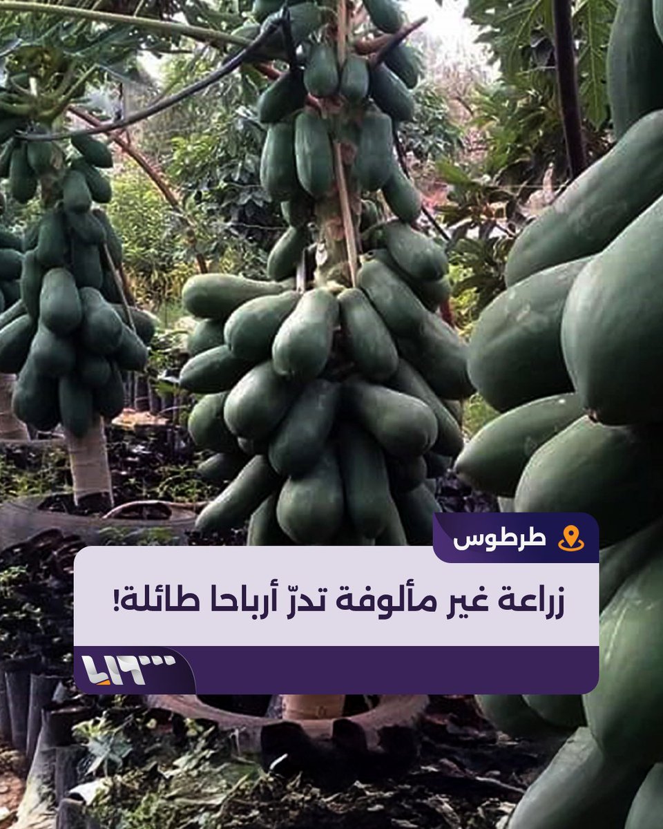"لدينا منتج أقوى من النفط"! زراعة غير مألوفة في الساحل السوري تدرّ أرباحا طائلة.. تعرف إليها #تلفزيون_سوريا #نيو_ميديا_سوريا