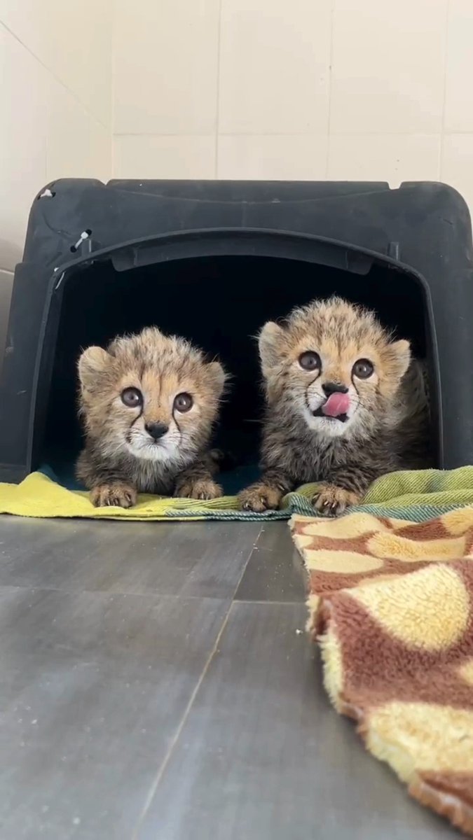 T-Swift, the #cheetah, may not be living out her ‘Wildest Dreams,’ but she is certainly adapting to life at the Cheetah Rescue and Conservation Centre (CRCC) – and creating 'Taylor’s Version.’ The last week has been busy for little T-Swift, and has involved the cheetah cub beginning touch training, which is essential to ensure that receiving vaccines and medical workups become stress-free experiences. #TaylorSwift (the cheetah) also began exploring the new sights and smells of her outdoor enclosure. Grooming – as T-Swift is seen doing here with her brother (still to be named) is an important bonding experience for cheetahs, and observing this behavior indicates that the #cats are relaxed and settling into their new environment. Today, the CRCC in Somaliland is home to more than 100 cheetahs rescued from the illegal wildlife trade and cases of human-wildlife conflict, including T-Swift. Want to help? Visit