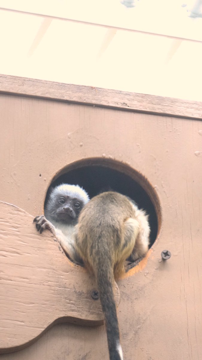💛 BABY ALERT💛 Say hello to our pied tamarin twins—the first born at Philly Zoo since 2010! Their birth is part of the AZA Species Survival Plan for critically endangered species. The babies are healthy and thriving. Names coming soon! Learn more: