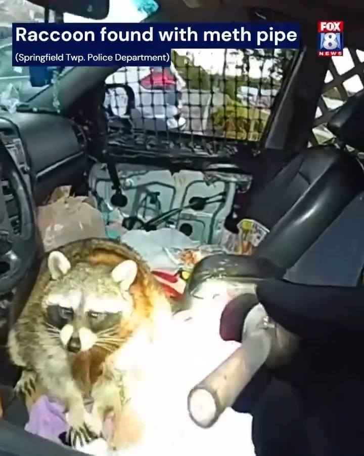 Now even the trash pandas are smoking meth 🦝 #CityLife #raccoon #meth #police #springfield #TrashPanda #cops #ohio
