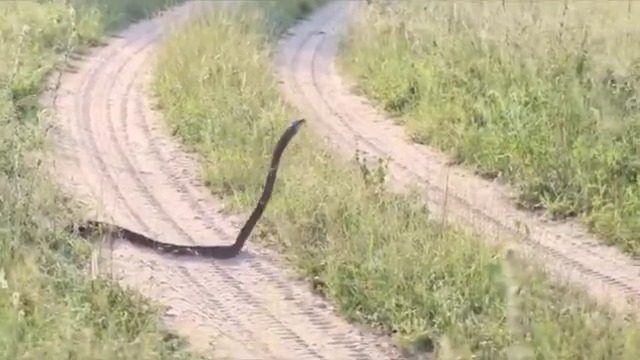 The devil always trying to challenge God. Even after he was cursed to always slither, its still trying to walk.