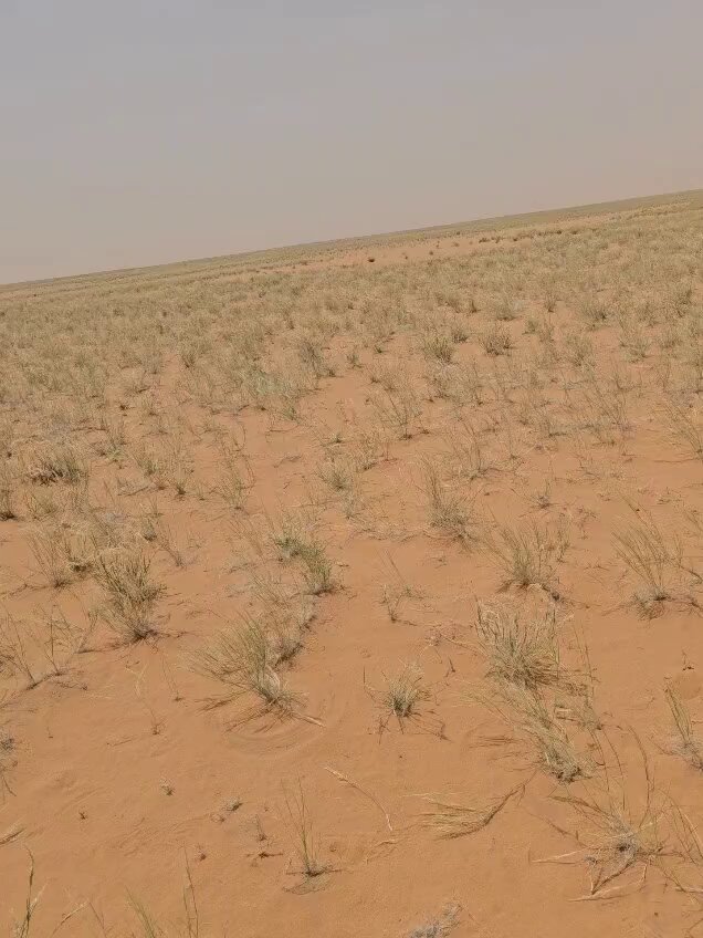 خروج المسؤولين لأجراء دراسه للسماح بالرعي في المحميات الدهناء