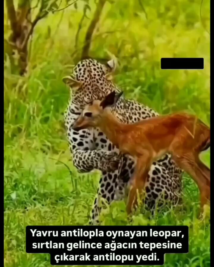 Kralım ben soğuğa alışıktım, beni soğuk değil, sizin sıcak elbise vaadiniz öldürdü.. Hayatta bazen böyledir işte