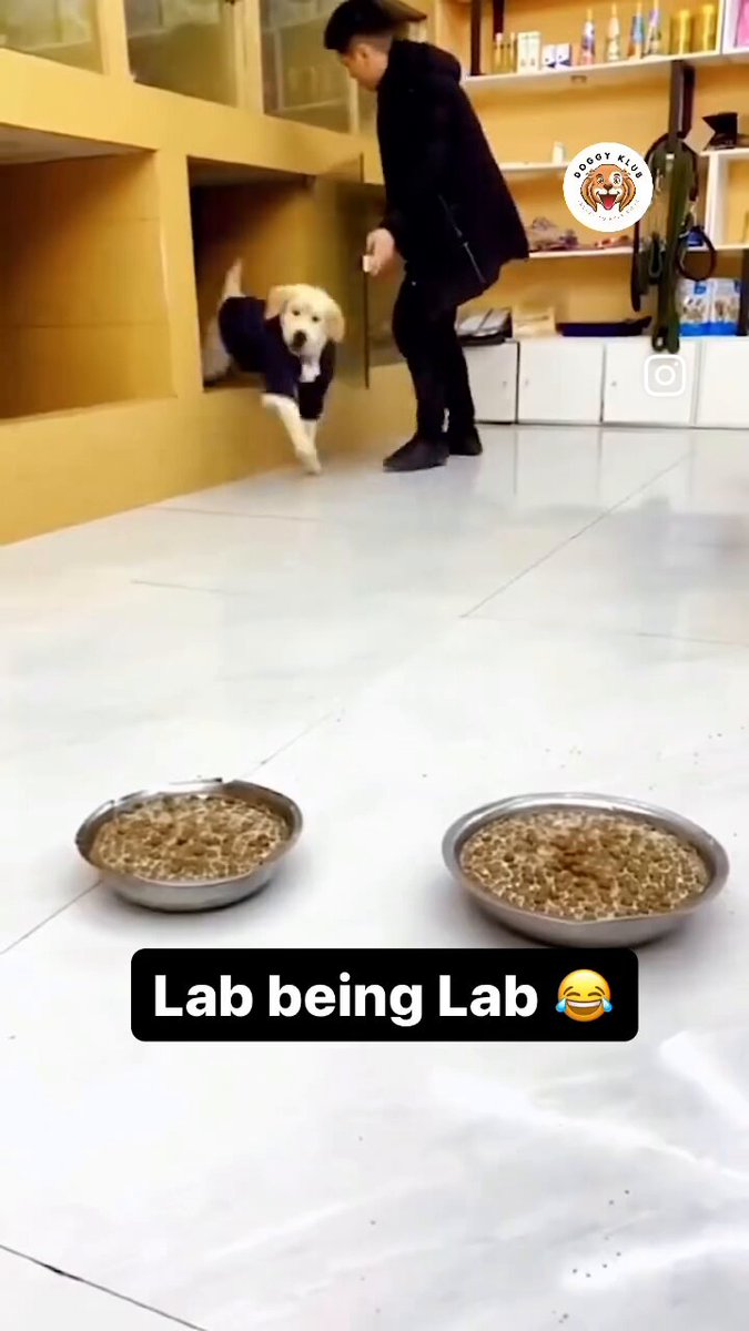 The husky’s reaction 😂