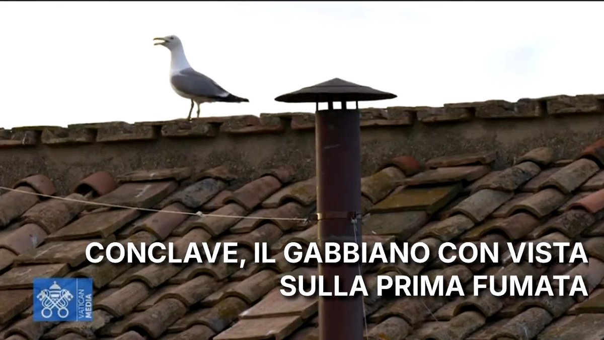 🔵#Conclave Circa 30mila fedeli a Piazza San Pietro in attesa dell'esito della prima votazione. Tutti naso all'insù, verso la canna fumaria. Ma il primo che potrebbe scorgere il colore della fumata è un gabbiano, che sembra essere in serena attesa sul tetto della Cappella Sistina