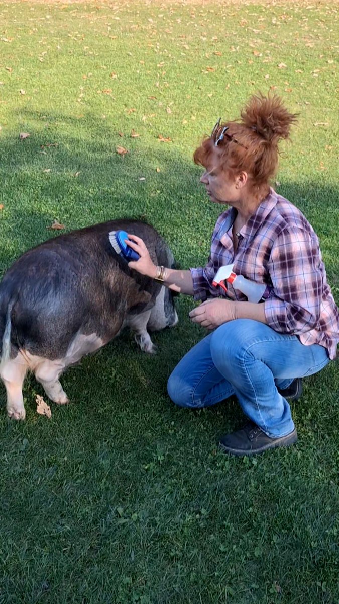TikTok-famous Homer the Pig died after a routine vet procedure — because he wasn’t weighed before being sedated. Now, over 11,000 people have signed a petition calling for safer sedation standards for pigs. “Let us remember Homer and use his story to rise against the unchecked use of sedative injections for livestock procedures,” writes petition starter Christine Esterlund. Homer’s owner is asking for people’s support. To sign, head to #pig #pigs #animals #pets #vet #tiktok