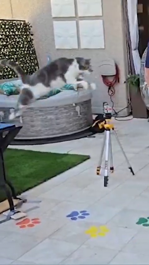 Oscar, 2 metre 58 santimetre atlayarak en uzağa atlayan kedi rekorunu kırdı.