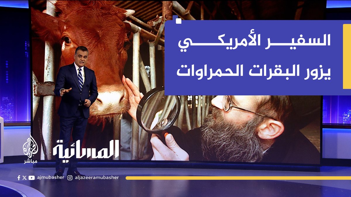 السفير الأمريكي لدى إسرائيل يزور خمس بقرات حمراوات.. ما القصة؟ #الجزيرة_مباشر