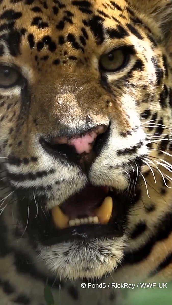 Who says cats don’t like water? The jaguar is the Amazon’s amazing swimming cat 🏊‍♂️ What is your favourite fact about Jaguars?