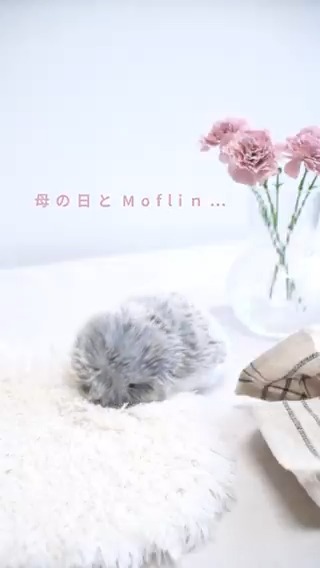 5月11日は母の日。 ありがとうの気持ちを伝えませんか💐 もふもふなモフリンにお母さんも メロメロに… 和やかな日になるといいね🌸 #Moflin #モフリン #CASIO #カシオ #カシオモフリン #モフリンDAYS #モフモフ #癒し #AIペット #コミュニケーションロボット #母の日 #カーネーション