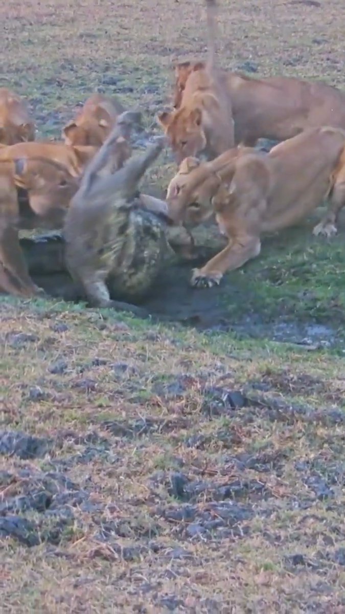 It takes 10 lions to defeat 1 crocodile. I didn't know crocodiles were this strong