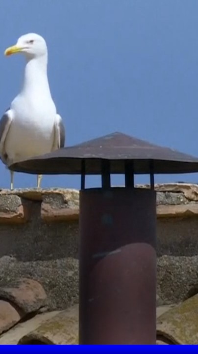 😂 "Habemus mouette" Un volatile devient la star du conclave sur les réseaux sociaux