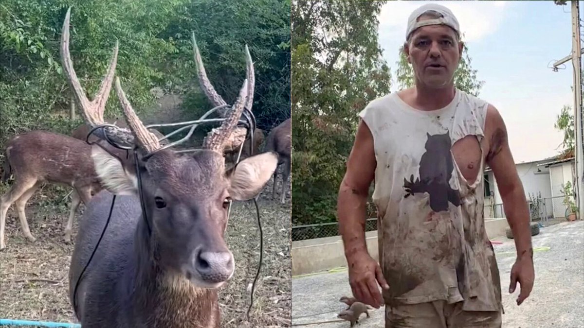 Frank Cuesta luego de la pelea con el ciervo 'Perrito': - "Es lo que necesitamos para ampliar la leyenda, para que la gente tenga la sensación que esto no es un zoo." - "Hay que hacer estas cosas cada 3 meses." - "Le cortaré los cuernos y diré que se han caído."