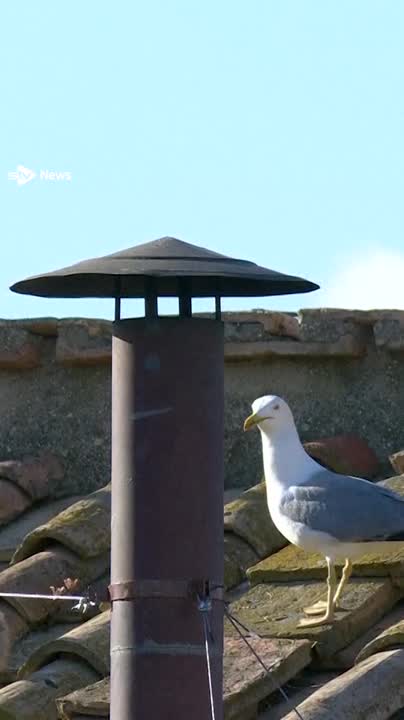 Cardinals have elected the new Pope as white smoke rises above the Vatican.