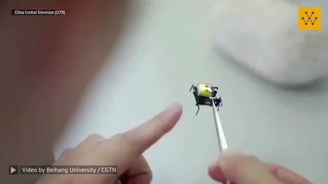 Researchers at the Beihang University in Beijing have invented a 2-centimeter-long microbot with ultrafast untethered running speeds. The research results were published in a study titled "A Wireless Controlled Robotic Insect with Ultrafast Untethered Running Speeds" in journal Nature Communications. Resembling a bug, this innovative robot has the potential for future applications in emergency rescue and mechanical inspection. Video source: Beihang University / CGTN #microrobot #locomotion #biomimicry #robotics #technology #engineering #innovation -------------------------------- Stay ahead of the curve! Follow us now on our WhatsApp ( and Telegram ( channels and stay updated about the cutting edge.