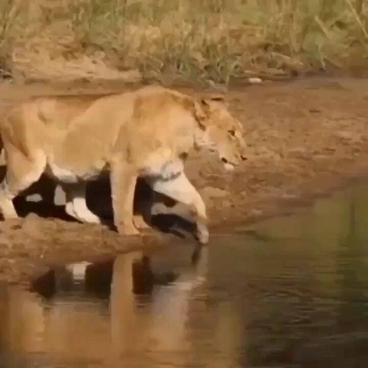 Little lion cubs crossing the river with mom.