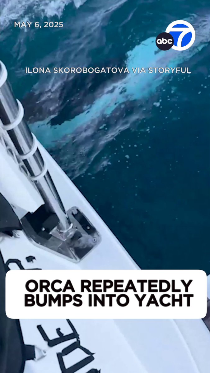 An orca was seen repeatedly bumping into a yacht near the Strait of Gibraltar, an area known for orca attacks on marine vessels. Researchers hypothesize that the attacks might be a new “fad” among the orca population in the area, or a reaction to a bad experience involving a boat, according to Scientific American. Alfredo Lopez, an orca researcher at the Atlantic Orca Working Group, told Scientific American that the orca attacks near the Iberian Peninsula are part of a rare behavior that has only been detected in that part of the world.