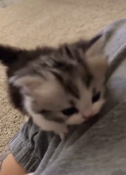 Lovely baby cat 💕