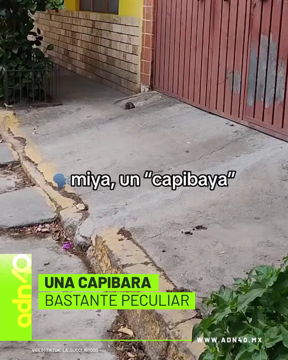 No hay que ir hasta Sudamérica para apreciar capibaras, también en México hay 🤭