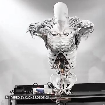 The first bimanual Torso created at Clone includes an actuated elbow, cervical spine (neck), and anthropomorphic shoulders with the sternoclavicular, acromioclavicular, scapulothoracic and glenohumeral joints. The valve matrix fits compactly inside the ribcage. Bimanual manipulation training is in progress. Video Credit: Clone #robotics #robots #engineering #technology -------------------------------- Stay ahead of the curve! Follow us now on our WhatsApp ( and Telegram ( channels and stay updated about the cutting edge.