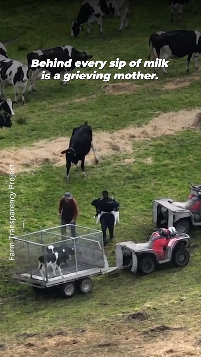 When you’re at your #MothersDay brunch, know that the dairy industry does THIS to mother cows & their babies 😔💔 Celebrate & protect every mother, no matter the species, by ditching dairy for good!