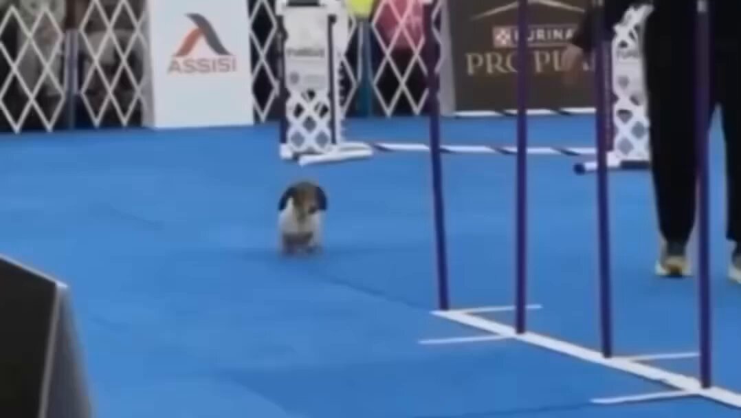 Absolutely Amazing.