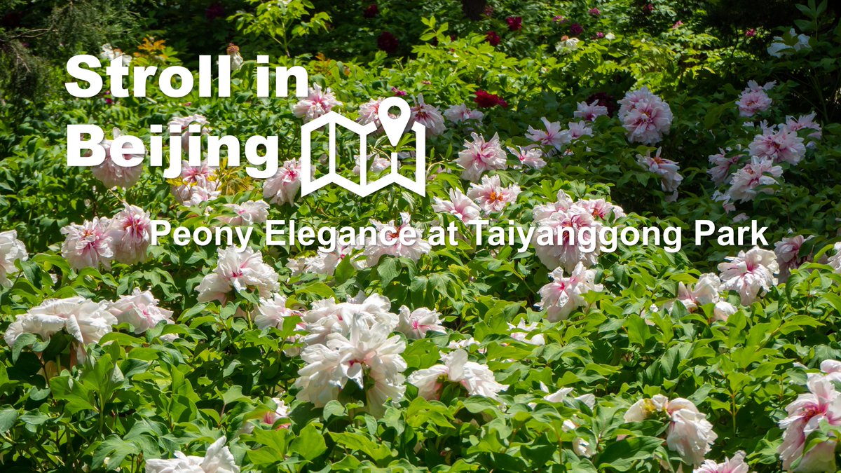 Taiyanggong #Park brings together rare #peony varieties from across China. As the flowers bloom beside beautifully painted pavilions, you're drawn into the charm of a flourishing landscape. Stroll among the blossoms and enjoy the beauty of #Beijing in full bloom. #VisitBeijing