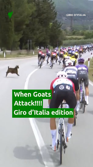 We thought the GOAT wasn’t supposed to be at the Giro! 📺 #Giro d'Italia | May 9 - June 1 | SBS VICELAND + SBS On Demand