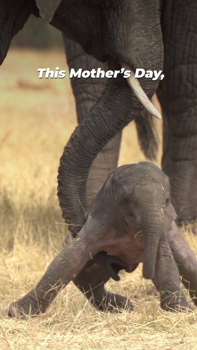 On #MothersDay, we celebrate the fierce, unconditional love that connects moms to their children. It’s a bond that crosses all species—and it’s one every mother deserves to keep 💕