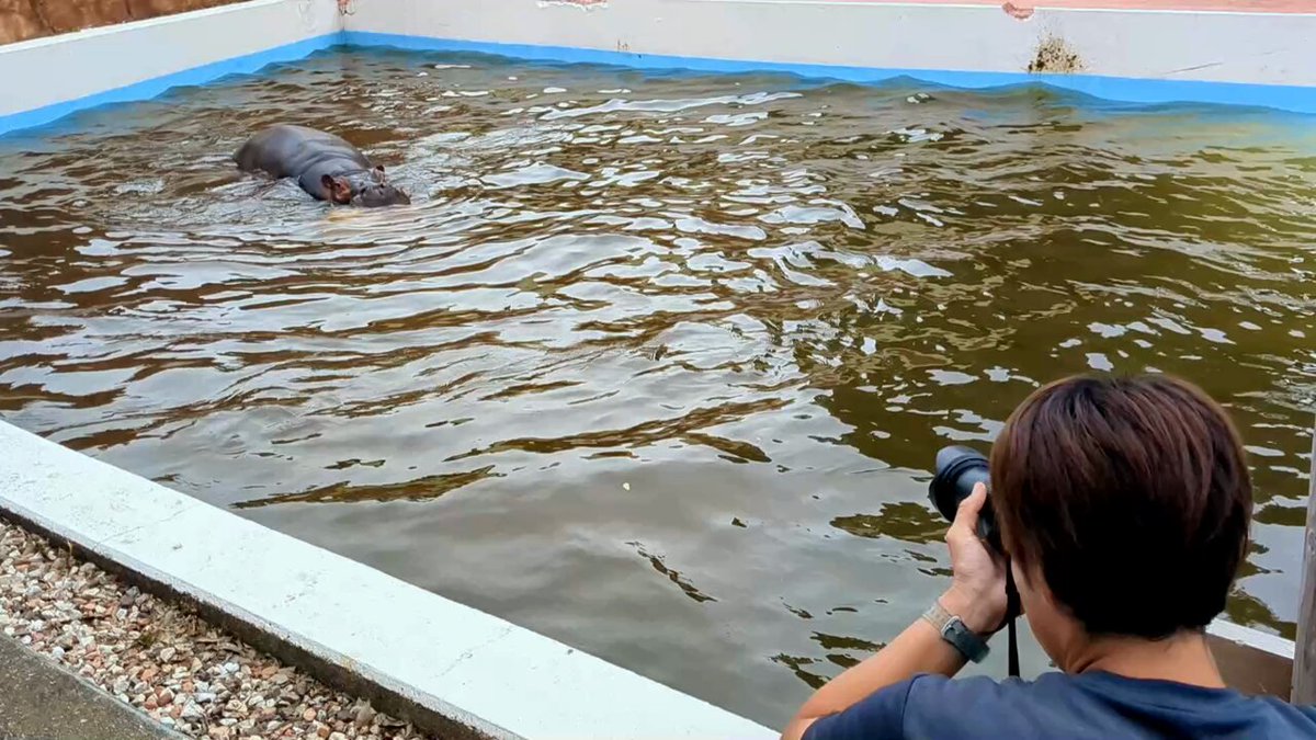 プールサイドで公式素材撮影、何も起きないはずもなく 20250511 #東武動物公園 #カバ #まんぷく